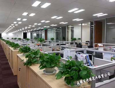 成都花卉租赁公司提供花卉租摆方案