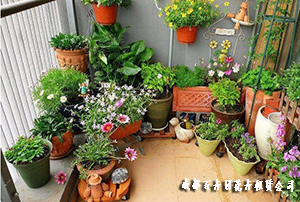 成都植物租摆公司分享室内盆栽植物养护攻略