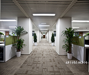 成都植物租赁公司为您营造真正的办公和生活环境