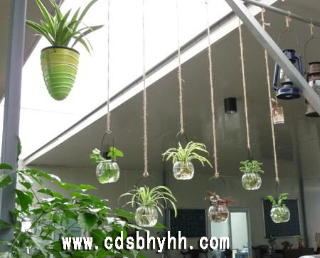 成都植物租赁公司