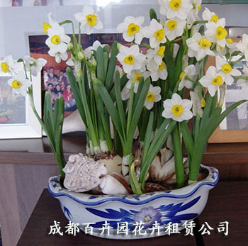 成都花卉租赁公司