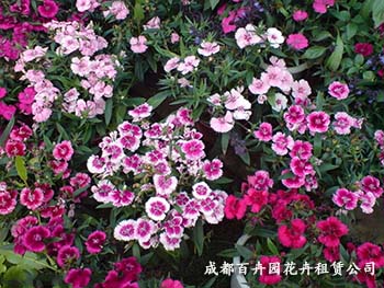 成都花卉租摆公司