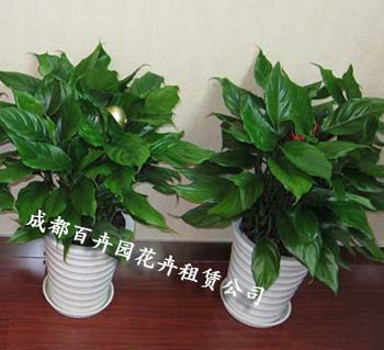 成都花卉租摆公司