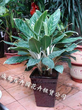 成都花卉租摆公司