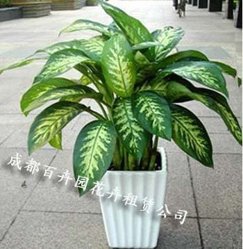 成都花卉租摆公司