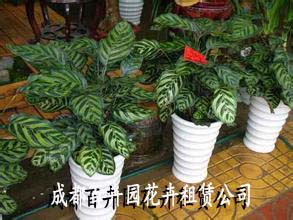 成都绿植租赁公司对二种竹芋植物的区别介绍1