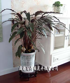 成都绿植租赁公司