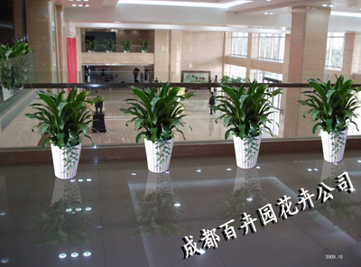 成都植物租赁公司