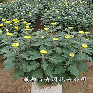 成都植物出租公司介绍几种可以让您转运的室内植物