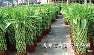 成都植物出租公司