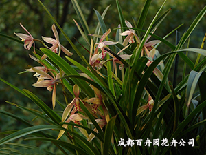 成都植物出租公司