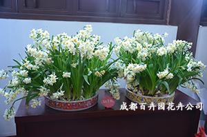 成都植物出租公司