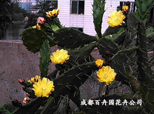 成都植物出租公司