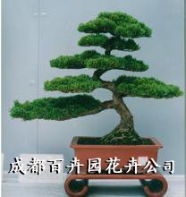 成都植物出租公司