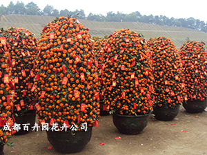 成都植物出租公司