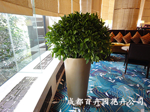 成都盆栽植物租赁在冬天干枯的原因和解决方法