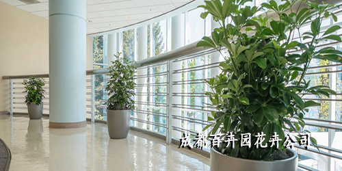 成都盆栽植物租摆公司