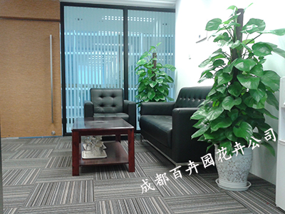 成都盆栽植物出租公司