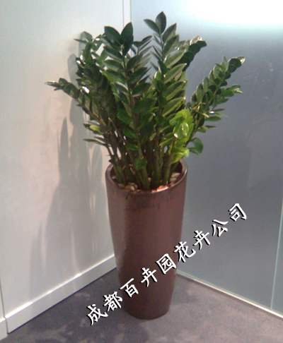 成都办公室租植物