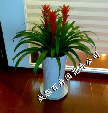 成都办公室租植物