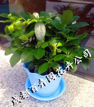 成都办公室租植物