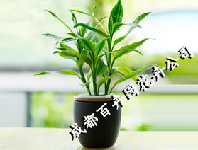 成都办公室租植物
