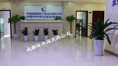 成都花卉出租公司提醒您养花不可随意用花盆？