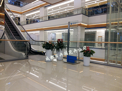 成都植物租赁公司