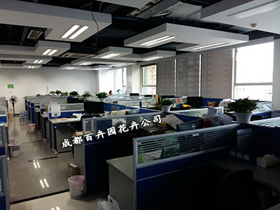 成都植物租赁公司