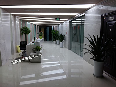 成都绿植租赁公司