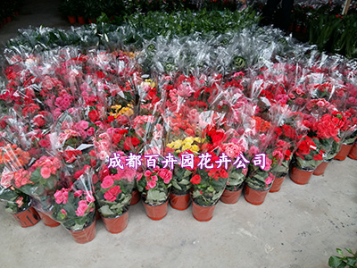 【成都花卉租赁公司】成都卖花的地方