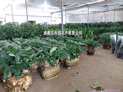 成都办公室植物租赁费用价格表