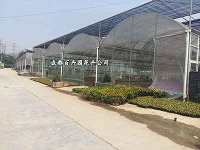 2016成都室内植物租摆租金报价单