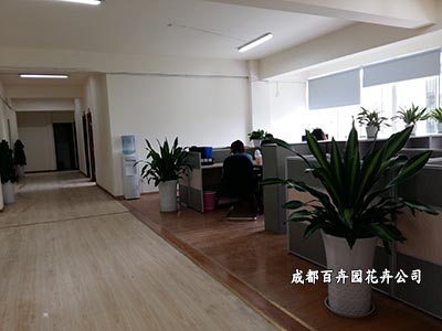 成都办公室植物租赁公司带您了解办公室植物租赁的注意事项