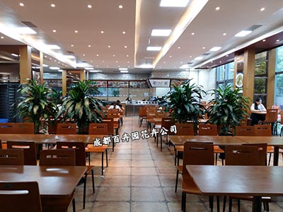 成都绿植租赁公司之办公室绿植租赁的甲醛克星