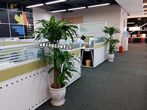 室内租摆的盆栽花卉为什么在养护过程中要经常转盆