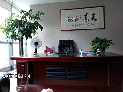 成都室内租赁盆栽植物所带来哪些好处