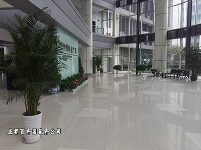 成都企业,办公室租盆栽植物花卉就找成都盆栽植物租赁公司