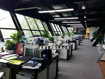 植物租赁中的盆栽发财树摆放在室内有哪些作用