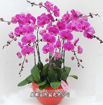 办公室盆栽植物租摆