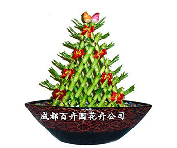 办公室盆栽植物租摆