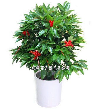 办公室盆栽植物租赁