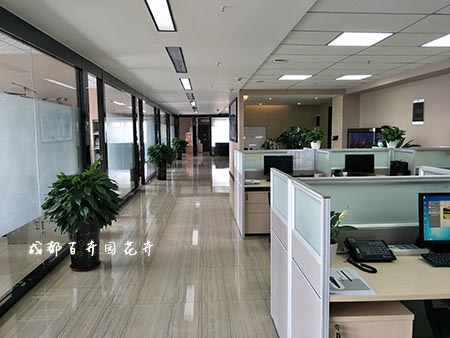 办公室绿植租赁价格对比及注意事项