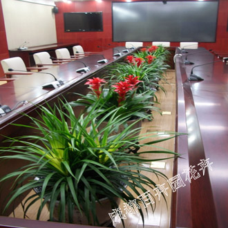 办公室出租花卉绿植