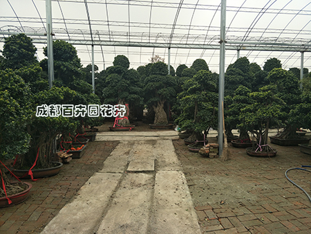 成都租花、租植物就找更近的租花公司