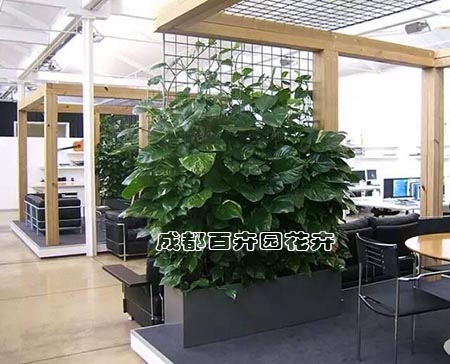  成都高新区绿植租赁报价怎样计算才合理