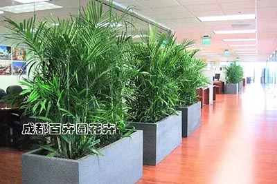 影响成都武侯区植物租摆公司报价的因素有哪些