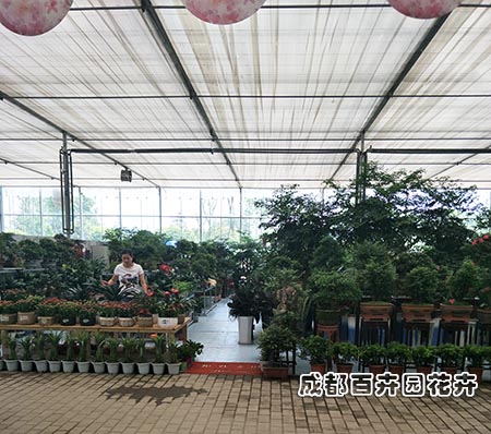 成都武侯区植物租赁