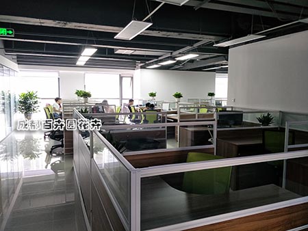 成都植物租赁中的发财树摆放在办公室的注意事项