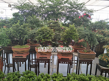 成都绿植租摆公司